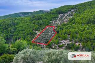 A wonderful olive grove just a few minutes away from Gršćica bay and the sea