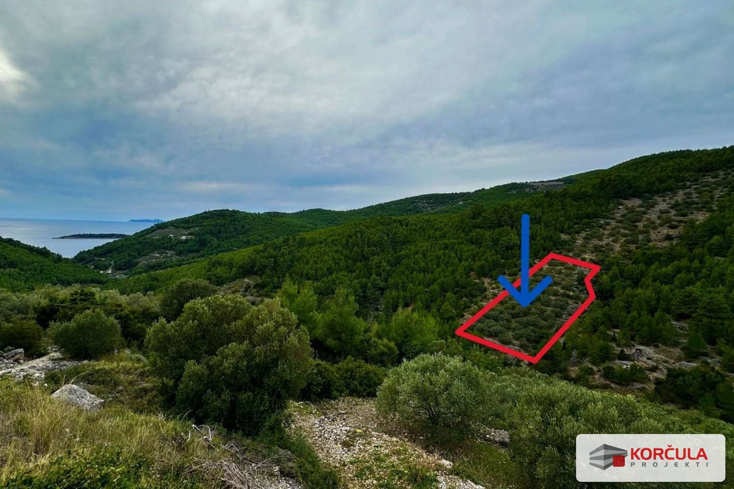 A wonderful olive grove just a few minutes away from Gršćica bay and the sea